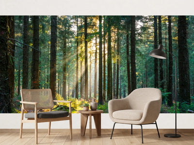 photo-wallpaper-silent-forest-in-spring-with-beautiful-bright-sun-rays-2