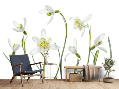 photo-wallpaper-spring-snowdrops