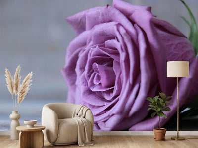 photo-wallpaper-rose-in-purple-xxl