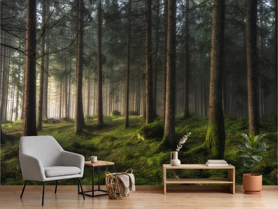 photo-wallpaper-misty-forest-glow
