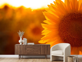 photo-wallpaper-macro-sunflower
