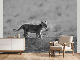 photo-wallpaper-baby-lion-cub-stroll