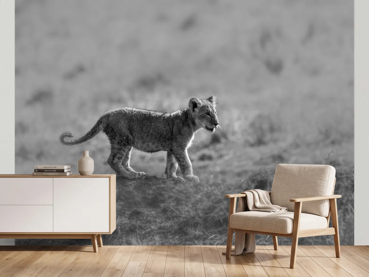 photo-wallpaper-baby-lion-cub-stroll
