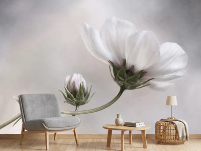 photo-wallpaper-simply-cosmos