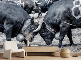photo-wallpaper-battle-of-the-herens-cows-in-valais