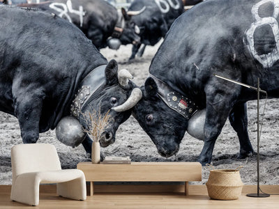 photo-wallpaper-battle-of-the-herens-cows-in-valais