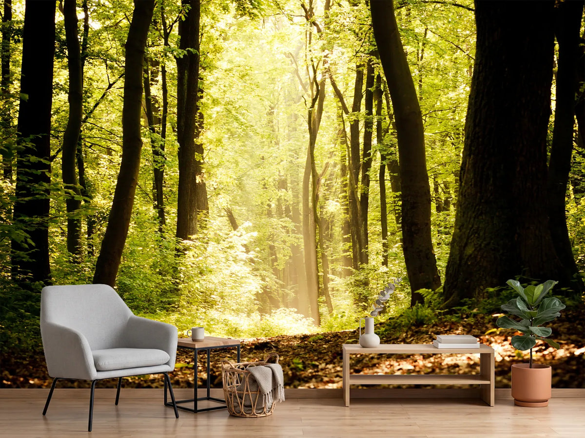 photo-wallpaper-sunrise-in-the-forest