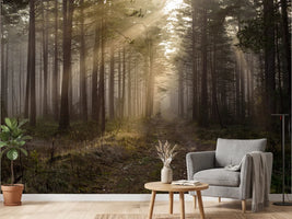 photo-wallpaper-in-the-woods-the-early-morning-sun-with-its-warm-sunlight