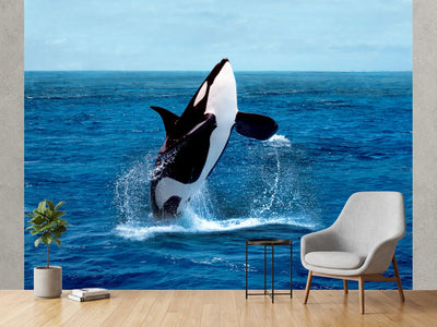 photo-wallpaper-killer-whale-orcinus-orca-adult-breaching