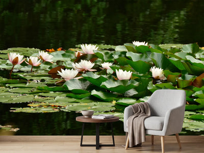 photo-wallpaper-a-field-full-of-water-lilies