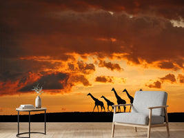photo-wallpaper-five-giraffes-x