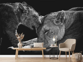 photo-wallpaper-lion-family-x