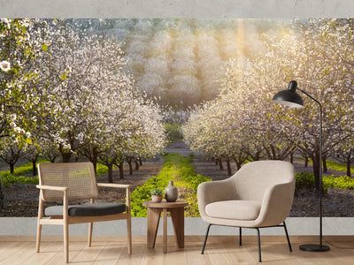 photo-wallpaper-sunny-almond-blossoms