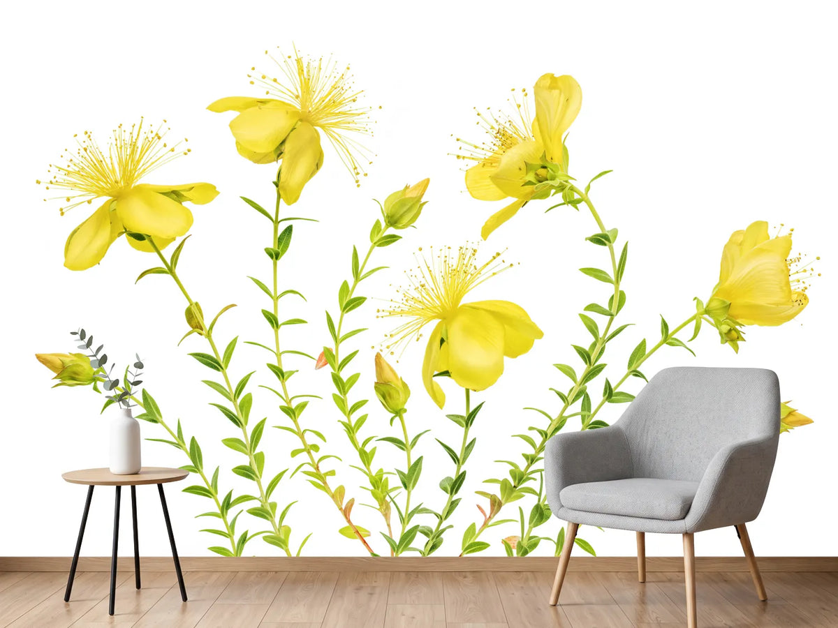 photo-wallpaper-hypericum-x