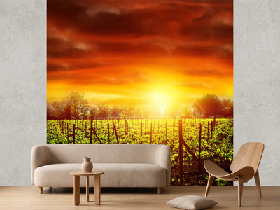 photo-wallpaper-the-vineyard-at-sunset