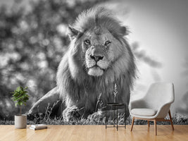 photo-wallpaper-monochromatic-lion-king-x