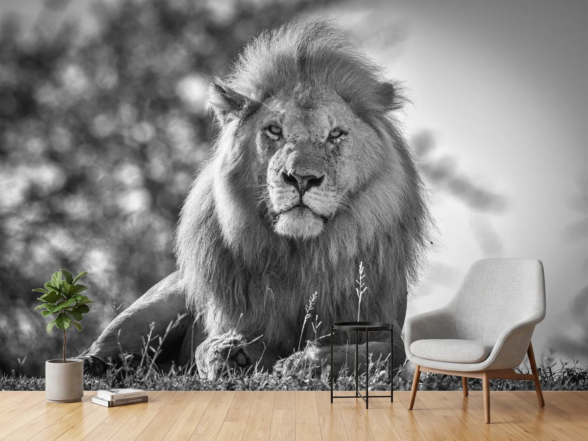 photo-wallpaper-monochromatic-lion-king-x