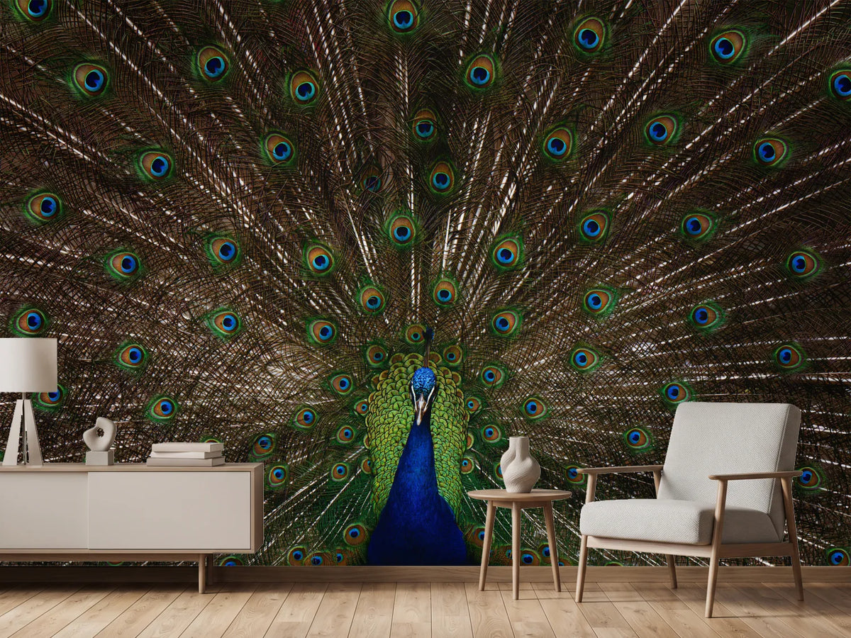 photo-wallpaper-majestic-peacock-display