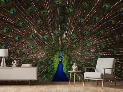 photo-wallpaper-majestic-peacock-display