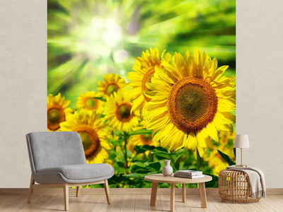 photo-wallpaper-the-sun-and-the-flowers