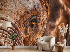 photo-wallpaper-the-look-of-the-elephant