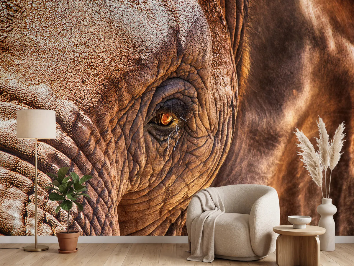 photo-wallpaper-the-look-of-the-elephant