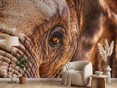 photo-wallpaper-the-look-of-the-elephant