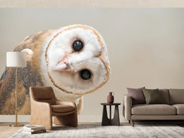 photo-wallpaper-common-barn-owl-tyto-albahead-close-up