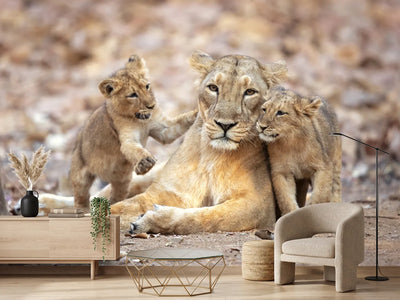 photo-wallpaper-asiatic-lioness-x
