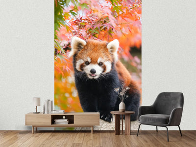 photo-wallpaper-red-panda-in-the-autumn-forest