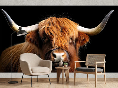 photo-wallpaper-highland-cow-with-sweeping-horns-against-deep-black
