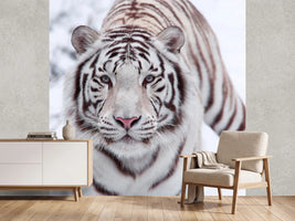 photo-wallpaper-the-king-tiger