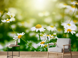 photo-wallpaper-the-daisy
