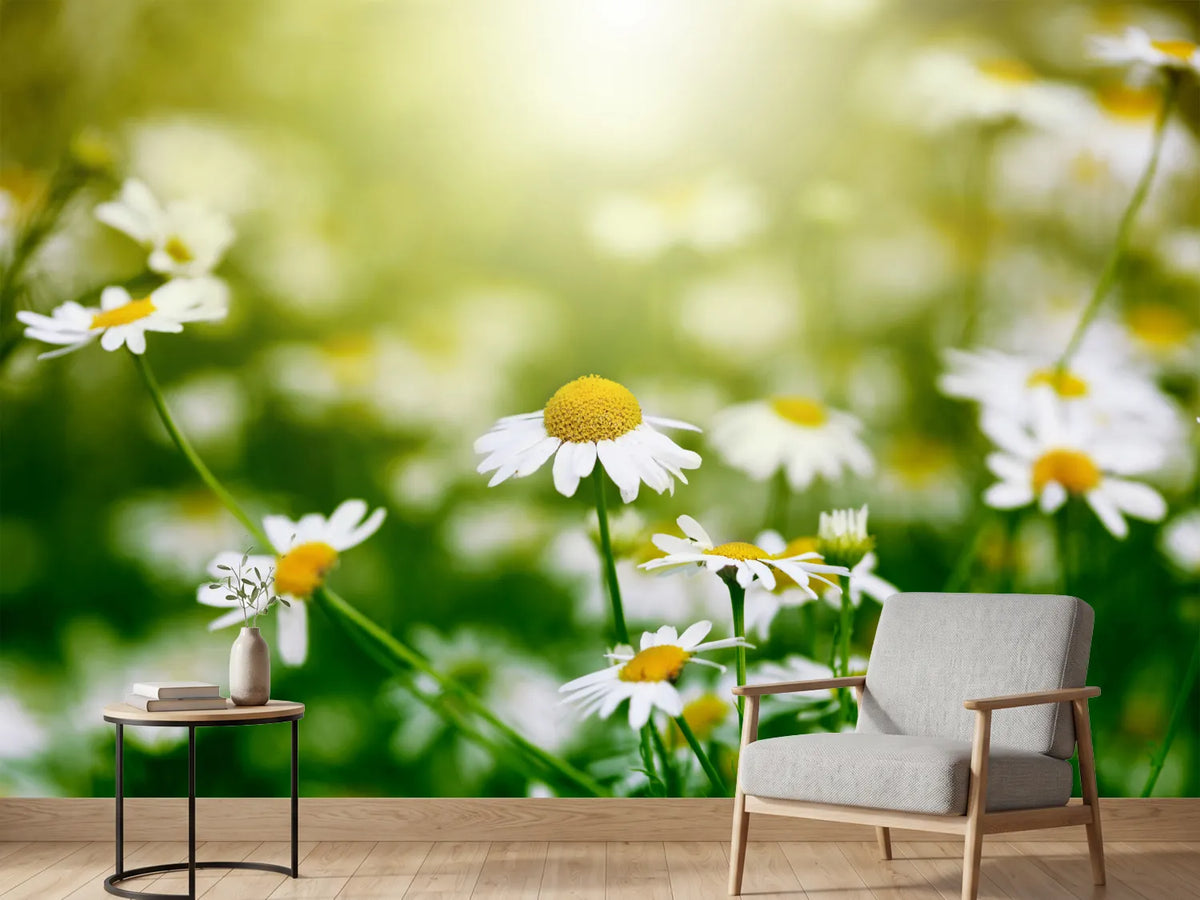 photo-wallpaper-the-daisy