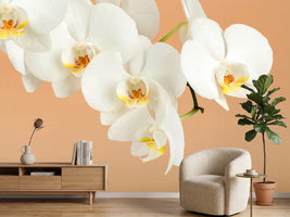 photo-wallpaper-white-orchid-flowers