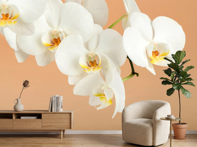 photo-wallpaper-white-orchid-flowers