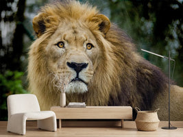 photo-wallpaper-king-of-wildlife