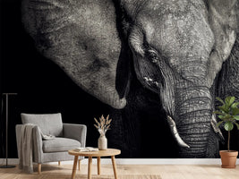photo-wallpaper-the-matriarch