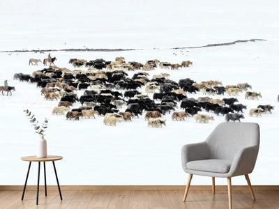 photo-wallpaper-yaks-in-snow