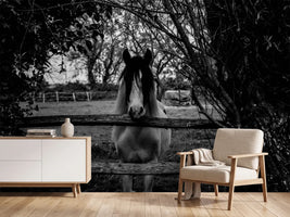 photo-wallpaper-the-horse-sw