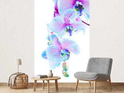 photo-wallpaper-orchid-butterfly