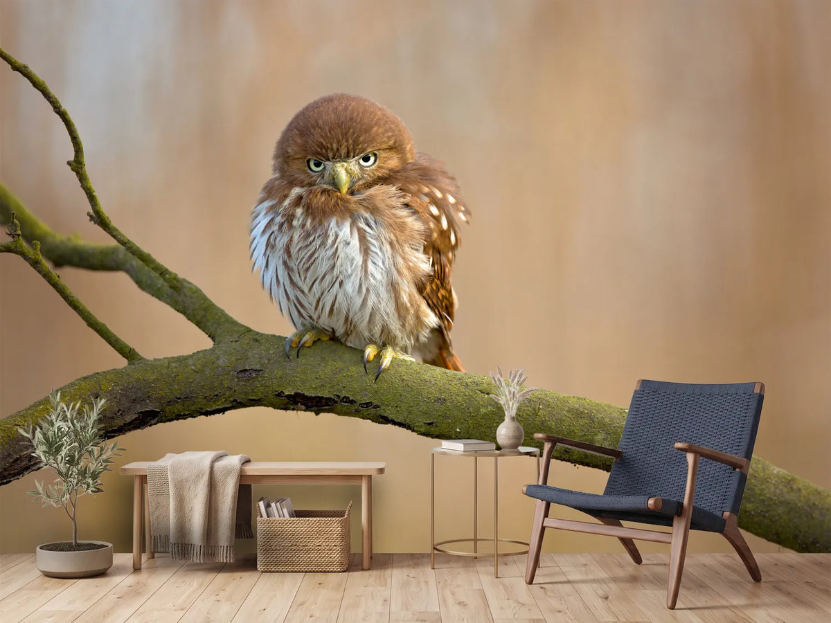 photo-wallpaper-ferruginous-pygmy-owl-x