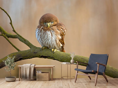 photo-wallpaper-ferruginous-pygmy-owl-x