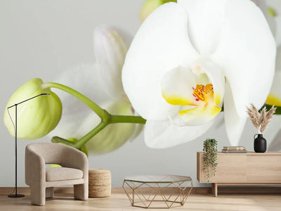 photo-wallpaper-giant-orchid