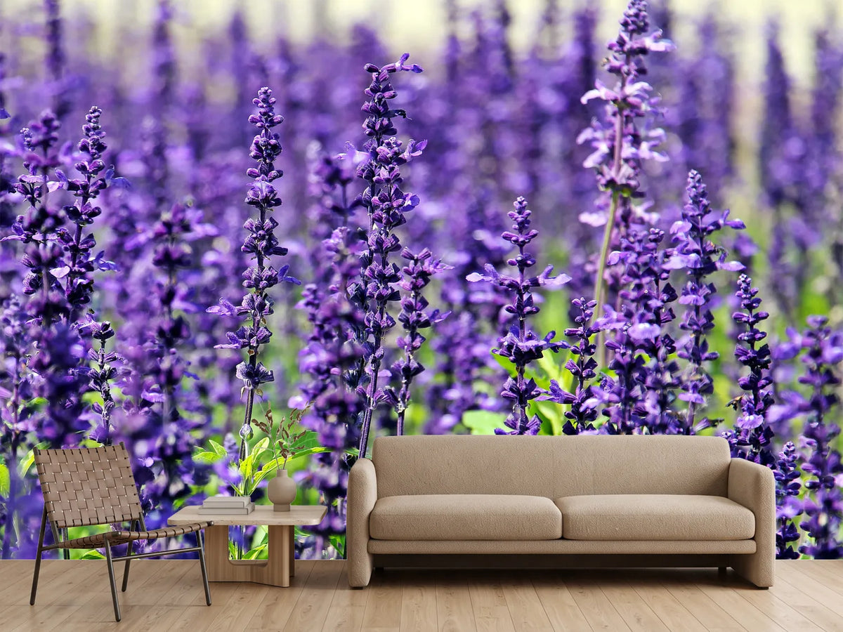 photo-wallpaper-xl-lavender