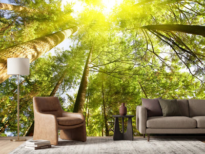 photo-wallpaper-treetops-in-the-sun