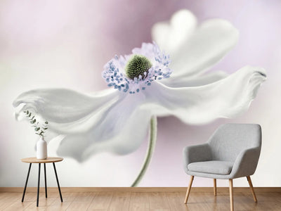photo-wallpaper-anemone-breeze