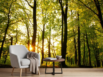 photo-wallpaper-sunset-between-trees