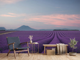 photo-wallpaper-lavender-field