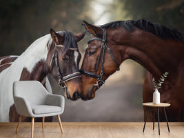 photo-wallpaper-two-horses-nose-to-nose-on-a-woodland-path-in-warm-light